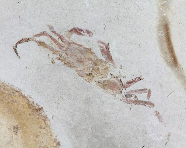 Fossil Pea Crab (Pinnixa) From California - Miocene #63719
